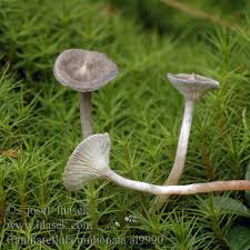 Attēlu rezultāti vaicājumam “Cantharellula umbonata”