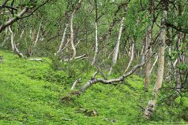 Attēlu rezultāti vaicājumam “Melanohalea olivacea”