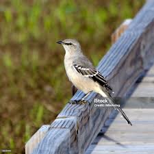 Image result for Mimus polyglottos