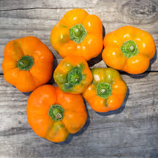 Afbeeldingsresultaat voor orange sun sweet pepper