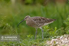 Attēlu rezultāti vaicājumam “Numenius arquata”