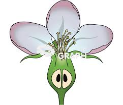 Attēlu rezultāti vaicājumam “Malus domestica flower”