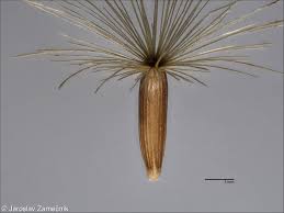 Attēlu rezultāti vaicājumam “Serratula tinctoria leaf”