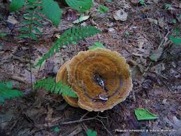 Attēlu rezultāti vaicājumam “Phaeolus schweinitzii”