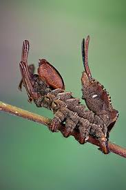 Attēlu rezultāti vaicājumam “Stauropus fagi”