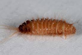 Attēlu rezultāti vaicājumam “Dermestidae”