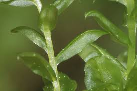 Attēlu rezultāti vaicājumam “Plagiomnium elatum”