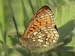 Attēlu rezultāti vaicājumam “Boloria eunomia underside”