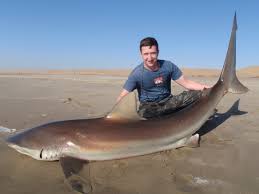 Image result for Carcharhinus brachyurus