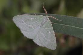 Attēlu rezultāti vaicājumam “Thetidia smaragdaria”