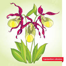 Attēlu rezultāti vaicājumam “Cypripedium calceolus leaf”