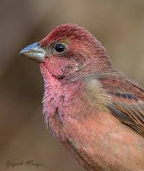 Attēlu rezultāti vaicājumam “Carpodacus erythrinus”