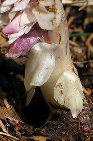 Attēlu rezultāti vaicājumam “Lathraea squamaria fruit”