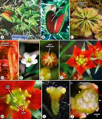 Image result for Drosera