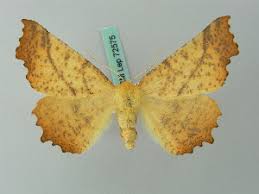 Attēlu rezultāti vaicājumam “Ennomos autumnaria male”