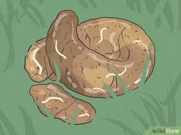 Image result for cestoda excrement dog