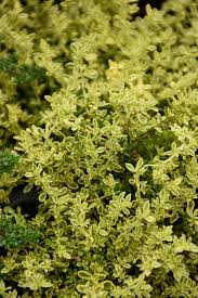 Attēlu rezultāti vaicājumam “Herniaria glabra leaf”