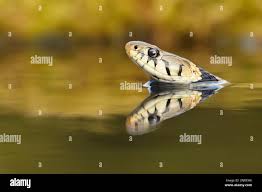 Attēlu rezultāti vaicājumam “Natrix natrix adult”