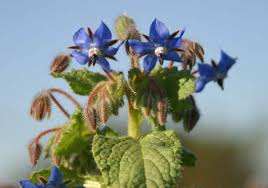 Image result for Borago officinalis