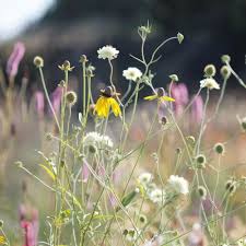 Image result for Scabiosa ochroleuca