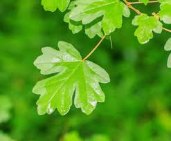 Attēlu rezultāti vaicājumam “Acer campestre leaf”