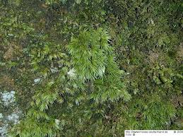 Attēlu rezultāti vaicājumam “Leucobryum juniperoideum”