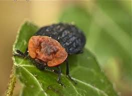 Attēlu rezultāti vaicājumam “Oiceoptoma thoracicum”