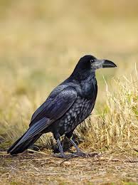 Attēlu rezultāti vaicājumam “Corvus frugilegus adult”