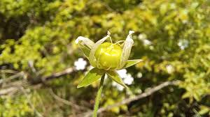 Attēlu rezultāti vaicājumam “Stellaria holostea leaf”