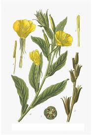 Image result for Nachtkerze