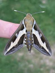 Attēlu rezultāti vaicājumam “Hyles gallii”