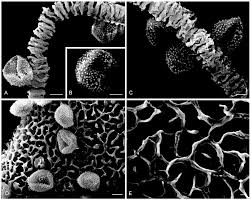 Attēlu rezultāti vaicājumam “Arcyria, Heterotrichia sp.”