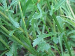 Attēlu rezultāti vaicājumam “Leucanthemum vulgare leaf”