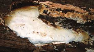 Attēlu rezultāti vaicājumam “Sarcoporia polyspora”