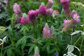 Attēlu rezultāti vaicājumam “Collaria rubens”