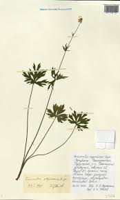 Attēlu rezultāti vaicājumam “Ranunculus polyanthemos”