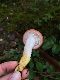 Attēlu rezultāti vaicājumam “Gomphidius roseus”