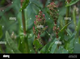 Attēlu rezultāti vaicājumam “Rumex acetosa bud”