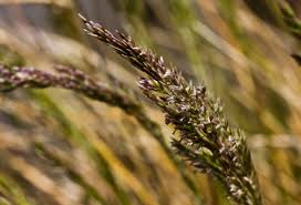 Attēlu rezultāti vaicājumam “Deschampsia cespitosa bud”