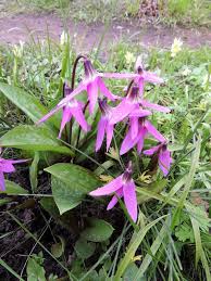 Attēlu rezultāti vaicājumam “Erythronium sibiricum”