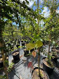 Attēlu rezultāti vaicājumam “Fraxinus pennsylvanica”