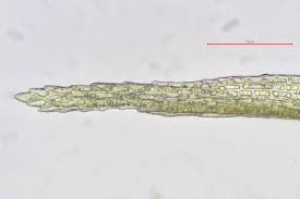 Attēlu rezultāti vaicājumam “Dicranella schreberiana”
