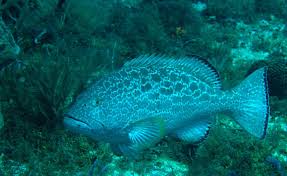 Image result for Mycteroperca venenosa