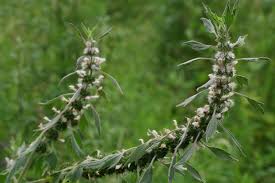 Attēlu rezultāti vaicājumam “Leonurus quinquelobatus flower”
