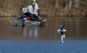 Attēlu rezultāti vaicājumam “Larus minutus adult”