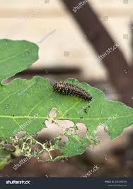 Attēlu rezultāti vaicājumam “Agelastica alni larva”