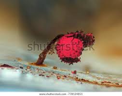 Attēlu rezultāti vaicājumam “Lamproderma ovoideum macro”