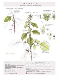 Attēlu rezultāti vaicājumam “Amaranthus retroflexus leaf”