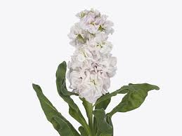 Attēlu rezultāti vaicājumam “Cruciferae”