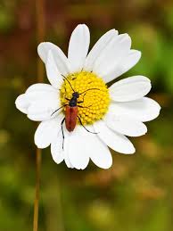Attēlu rezultāti vaicājumam “Anastrangalia sanguinolenta female”